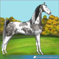 Horse Color:White Spotted Grullo Splash 