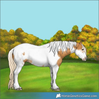 Horse Color:Palomino Tobiano Frame