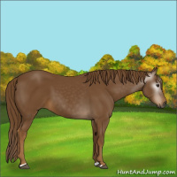 Horse Color:Gray Chestnut 