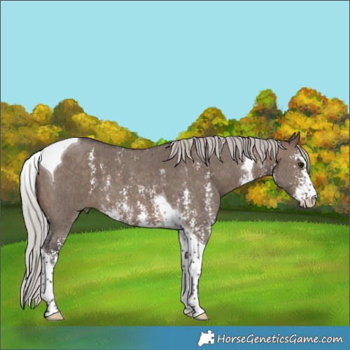 Horse Color:Silver Brown Dun Sabino Tobiano