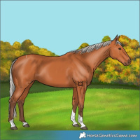 Horse Color:Silver Bay Tobiano 