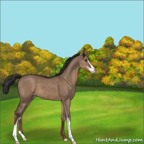 Horse Color:Liver Red Dun Sabino 