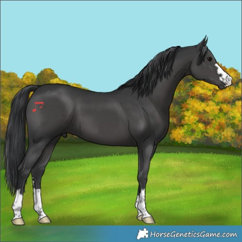 Horse Color:Black 