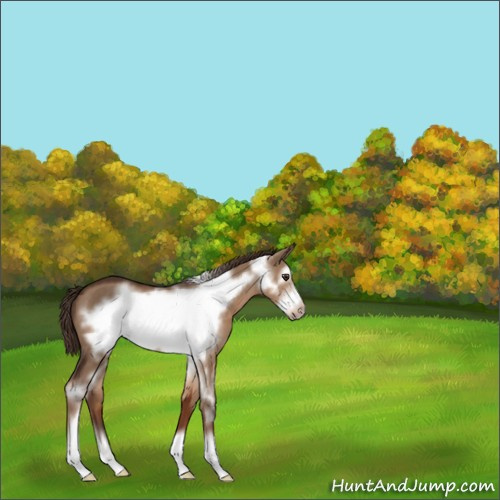 Horse Color:Liver Red Dun Sabino Frame 