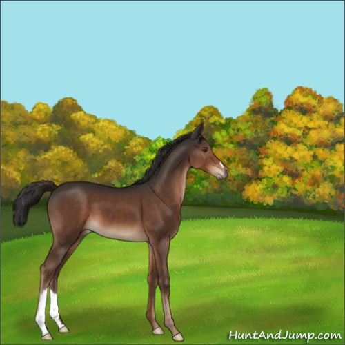 Horse Color:Liver Chestnut 