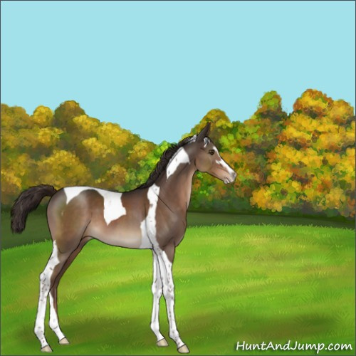 Horse Color:Liver Chestnut Sabino Tobiano 