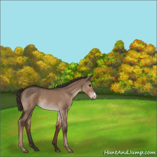 Horse Color:Liver Red Dun 