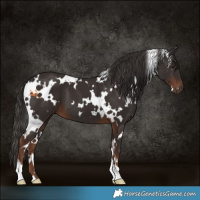 Horse Color:White Spotted Liver Chestnut 
