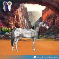 Horse Color:Blue Onyx Roan Appaloosa