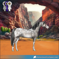 Horse Color:Blue Onyx Roan Appaloosa 