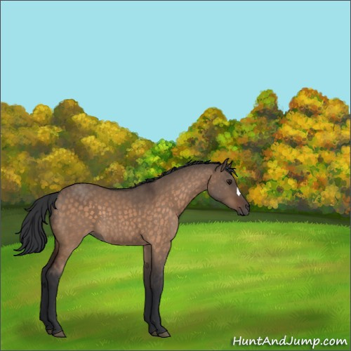 Horse Color:Brown Dun 