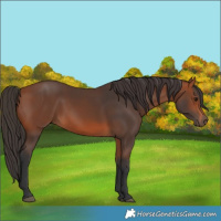 Horse Color:Bay Rabicano