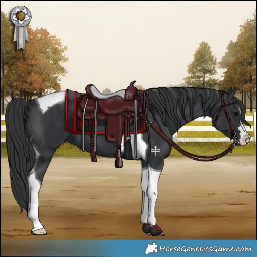 Horse Color:Black Tobiano 
