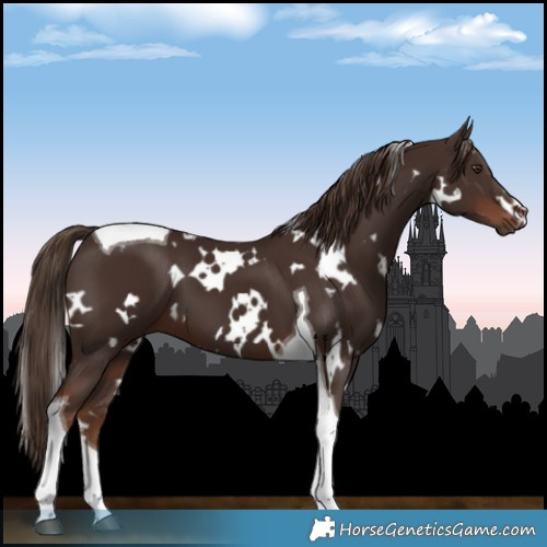Horse Color:White Spotted Liver Chestnut Tobiano 