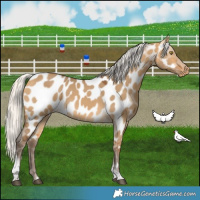 Horse Color:Silver Buckskin Dun Tobiano Near Leopard 