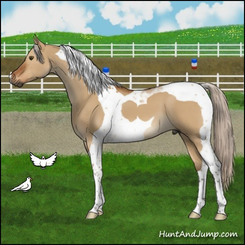 Horse Color:Gray Silver Bay Dun Tobiano 