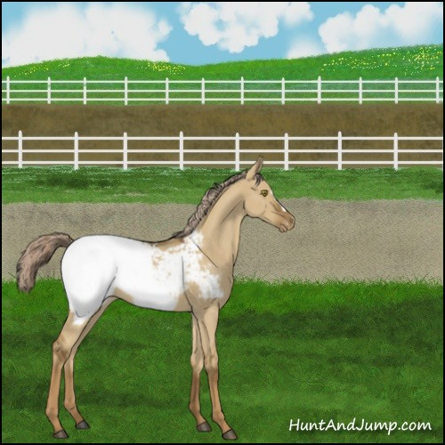 Horse Color:Chocolate Palomino Dun Appaloosa 