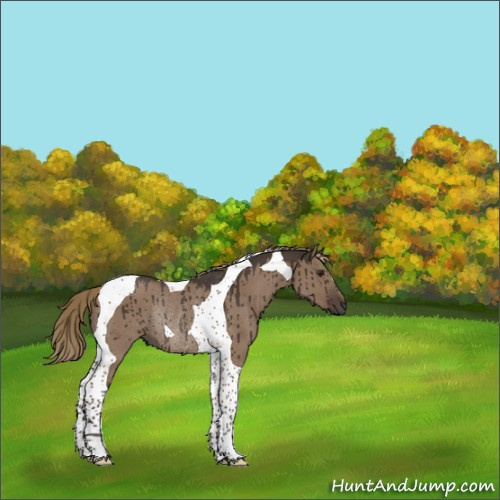 Horse Color:Liver Red Dun Tobiano Rabicano Brindle 