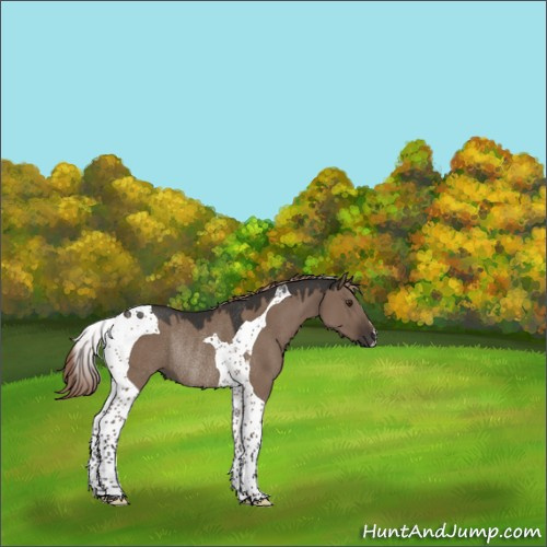 Horse Color:Liver Red Dun Tobiano Rabicano 