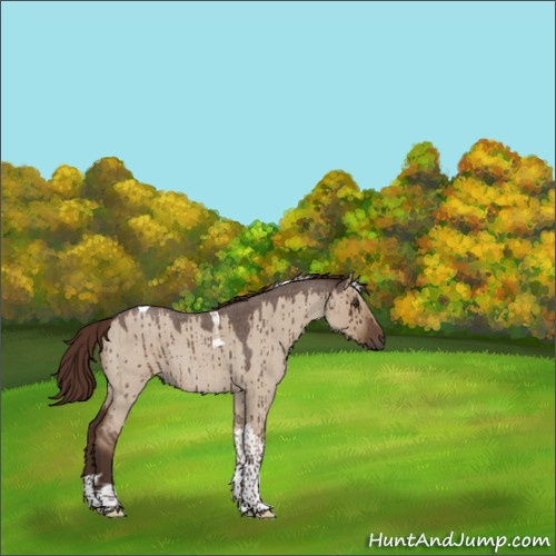 Horse Color:Liver Red Dun Roan Tobiano Rabicano Brindle 