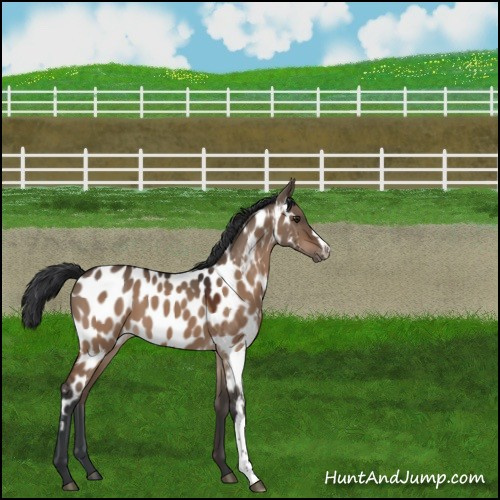Horse Color:Bay Dun Appaloosa 