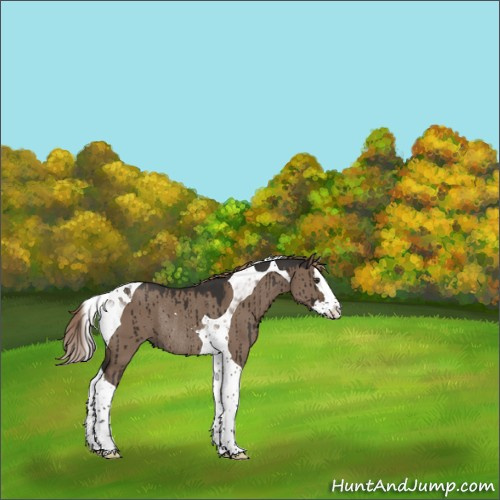 Horse Color:Liver Red Dun Splash Tobiano Rabicano Brindle 