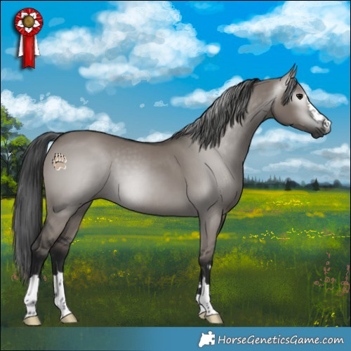 Horse Color:Gray Grullo 