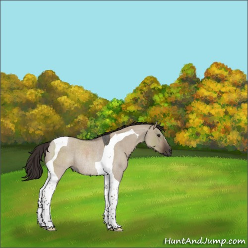 Horse Color:Liver Red Dun Roan Tobiano Rabicano 