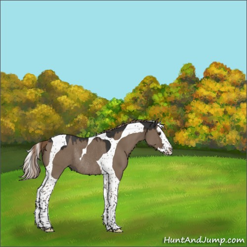 Horse Color:Liver Red Dun Splash Tobiano Rabicano 