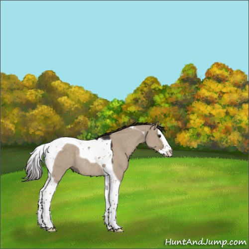 Horse Color:Liver Red Dun Splash Tobiano Rabicano 