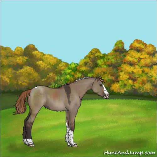 Horse Color:Liver Red Dun Splash Tobiano Rabicano 