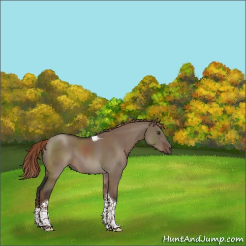 Horse Color:Liver Red Dun Tobiano Rabicano 