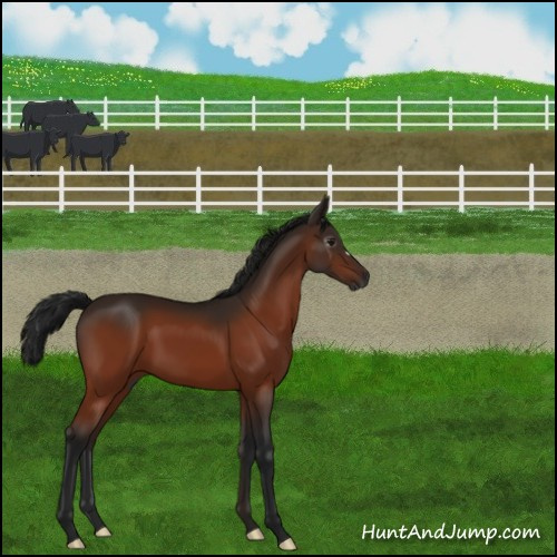 Horse Color:Gray Bay 