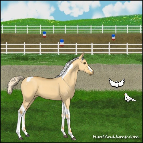 Horse Color:Palomino Dun Tobiano 