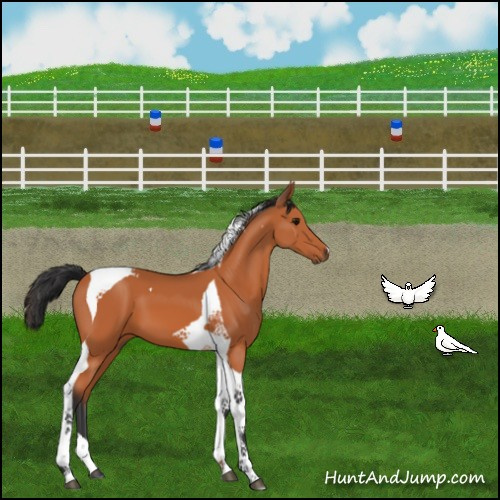 Horse Color:Bay Tobiano 