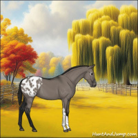 Horse Color:Gray Grullo Appaloosa 