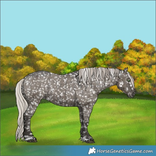 Horse Color:Gray Silver Grullo Appaloosa Brindle 