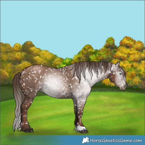 Horse Color:Gray Black Pearl Appaloosa Rabicano 