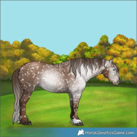 Horse Color:Gray Black Pearl Appaloosa Rabicano