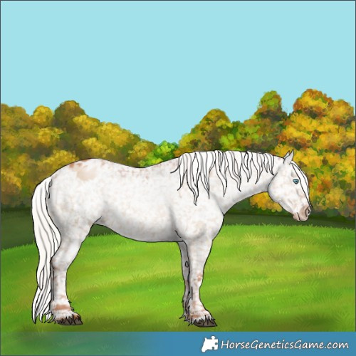 Horse Color:Silver Grullo Pearl Appaloosa Rabicano 