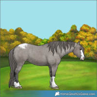 Horse Color:Grullo Varnish Brindle 
