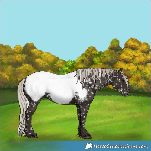 Horse Color:Gray Silver Black Appaloosa 