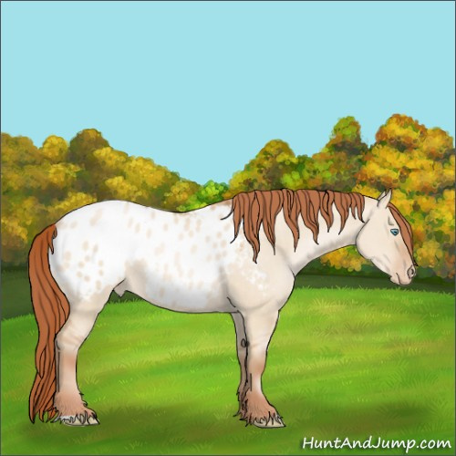 Horse Color:Buckskin Pearl Dun Appaloosa Rabicano 