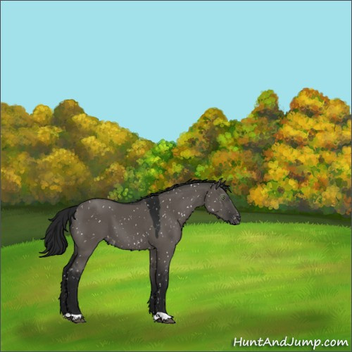 Horse Color:Gray Grullo Appaloosa 