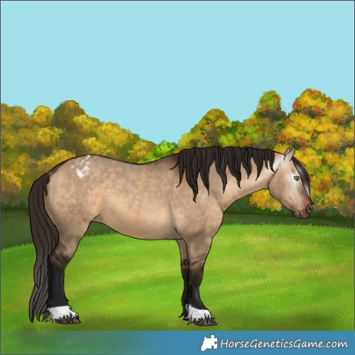 Horse Color:Gray Bay Dun Appaloosa Rabicano 
