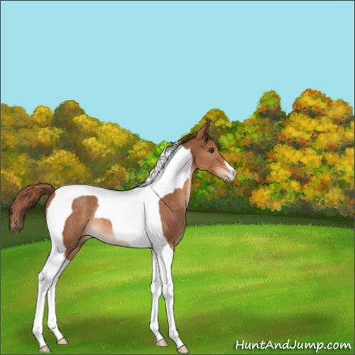 Horse Color:Chestnut Tobiano Rabicano 