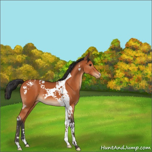 Horse Color:Bay Tobiano Appaloosa 