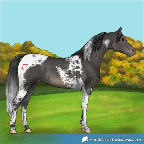 Horse Color:Black Tobiano Varnish 