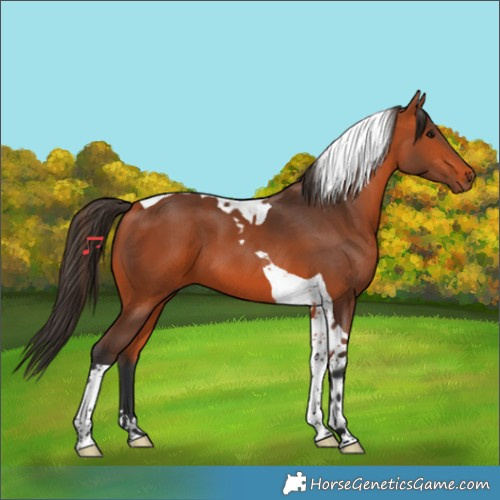 Horse Color:Bay Tobiano 