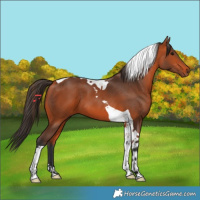 Horse Color:Bay Tobiano 